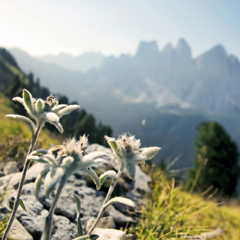 Rédaction-web-cabinet-comptable-noelya Fleurs d'edelweiss en gros plan sur fond de montagnes des Alpes, plante emblématique des régions alpines, photographiée en été dans un paysage naturel en altitude